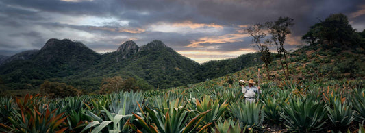Mexico's Liquid Heritage