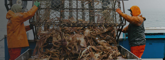 King Crab: Optimism on Board