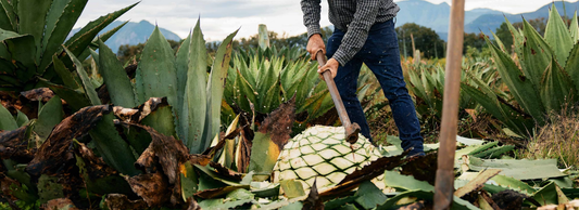 The Spirits of Mexico: 5 Agave-Based Cocktails